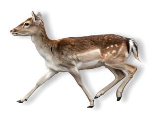 A running white tailed deer