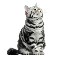Adorable American Shorthair Cat Looking Up – Isolated on Black