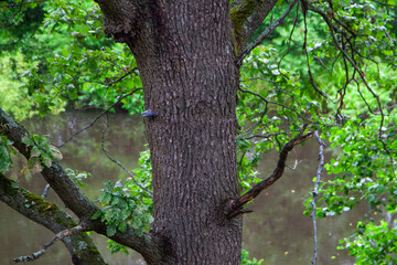 Fototapeta premium Small bird clinging to tree trunk by the river in lush green forest