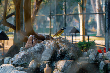 beautiful birds on a public walk in Curitiba
