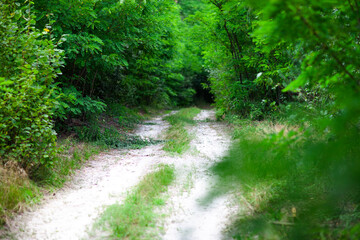 Muddy forest road winding through lush green woodland in summer