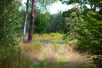 Sunlit forest clearing with tall grass and mixed trees in late summer