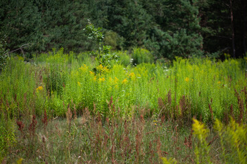 Wild summer meadow with goldenrod and young tree near pine forest