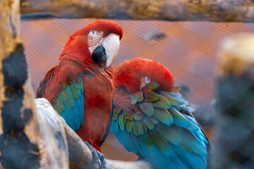 beautiful birds on a public walk in Curitiba
