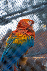 beautiful birds on a public walk in Curitiba