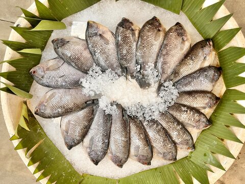 Raw gurame fish on ice