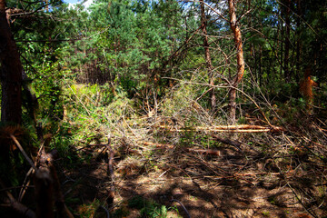 Felled pine trees and tangled branches in sunlit forest clearing