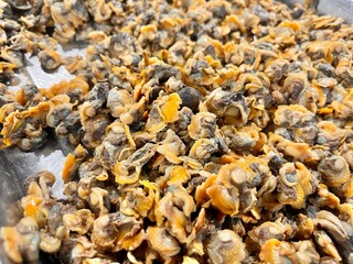 Clams meat wallpaper background