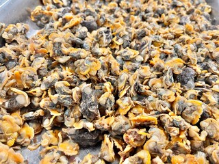 Clams meat without shell