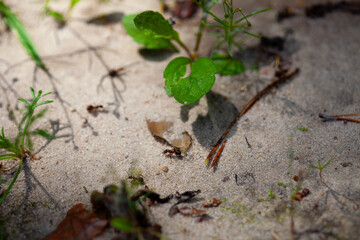 Red forest ant walking on sandy soil among young plants