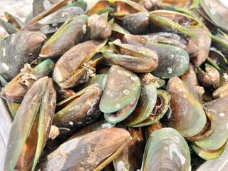 close up of a bunch of mussels