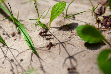 Red forest ant walking on sandy soil among young plants