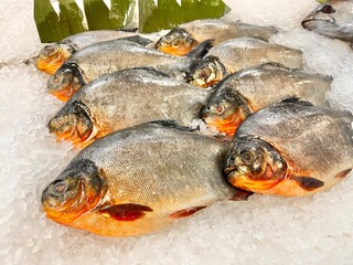Display of pomfret fish