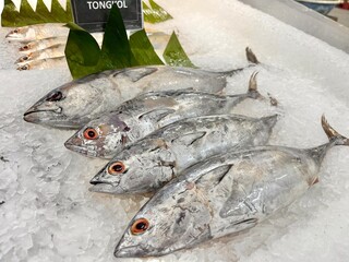 fresh fish mackerel tuna or ikan tongkol on the market