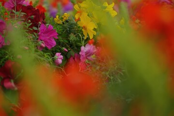 Sunlit garden tapestry a floral symphony of summer hues in the late afternoon sunshine