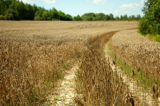 Curved dirt path through a ripe wheat field under a blue sky
