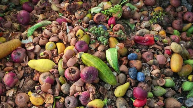 Eco-Friendly Home Garden Composting: Transforming Food Waste and Spoiled Fruits and Vegetables into Nutrient-Rich Soil in a Sustainable Backyard