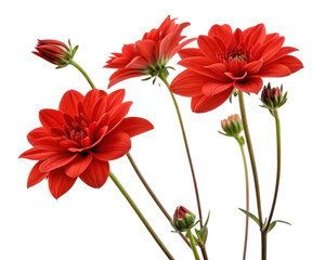 A image red flowers on white background