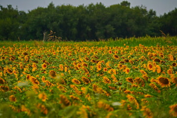 A huge field with natural ripening sunflowers. Daylight saving time.