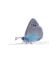 green underside blue (Glaucopsyche alexis) butterfly on white background