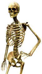 3D Rendering Human Skeleton on White