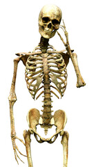 3D Rendering Human Skeleton on White