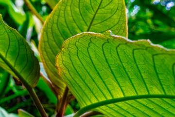 green leaf background