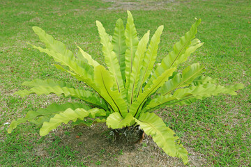 Bird's nest fern (Asplenium nidus L.) green leaves in the garden.