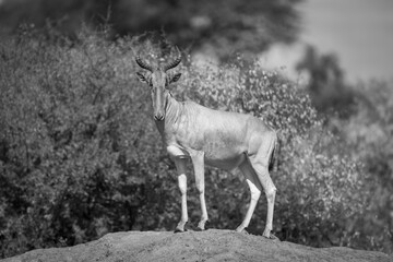 Mono Coke hartebeest on mound watches camera