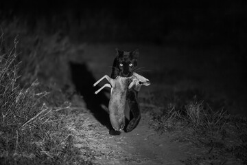 Mono black leopard carrying dik-dik towards camera