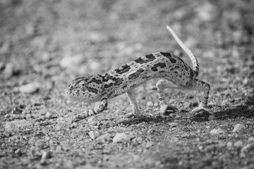 Mono flap-necked chameleon crosses road in sunshine