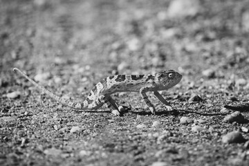 Mono flap-necked chameleon crosses track in sunshine