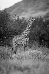Mono female Masai giraffe stands watching camera