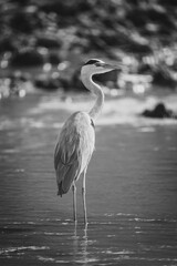 Mono grey heron turning head in river