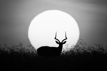 Mono impala stands on horizon before sun © Nick Dale