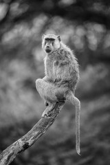 Mono yellow baboon watches camera from log