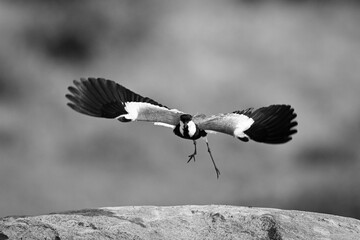 Mono spur-winged lapwing takes off from  rock