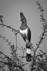 Mono white-bellied go-away-bird on thornbush with catchlight
