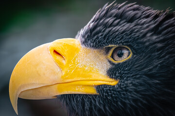 portrait of an eagle