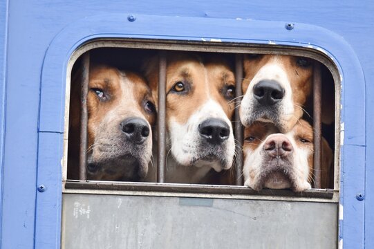 Four Foxhounds looking through a horsebox window.
