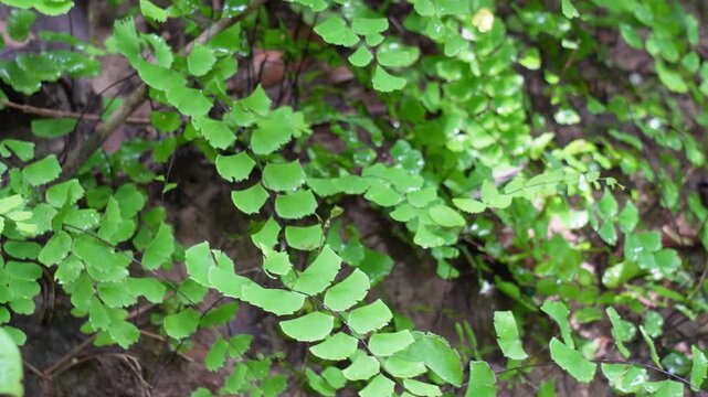 Southern Maidenhair Fern, also known as black maidenhair fern or Venus hair fern. 