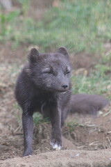 Fototapeta premium Island-Bilder