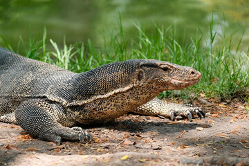 A Monitor Lizard in Lumpini Park, Bangkok
