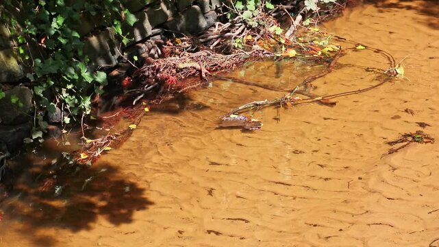 Green dragonfly couple flying at a clear river shore showing mating behavior of damselfly while flying at the river coast to mate and prepare the next damselfly generation and egg deposit of dragonfly