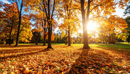 Autumn forest. Colorful trees illuminated by bright sun. 