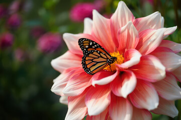 A monarch butterfly resting on a vibrant pink and white dahlia flower in a sunny garden setting