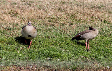 Pair of Egyptian geese displaying contrasting behaviors - one alert and watchful, one grazing on...