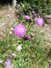 Blüte von Carduus acanthoides, Weg-Distel