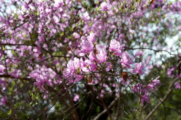 Blüten, Rhododendron farrerae, Netzaderige Azalee, Busch, pink, blühen, Pflanze, Blume, floral, flora, schön, Rhododendren (Rhododendron), Heidekrautgewächse (Ericaceae), Arashiyama, Kyoto,  Japan