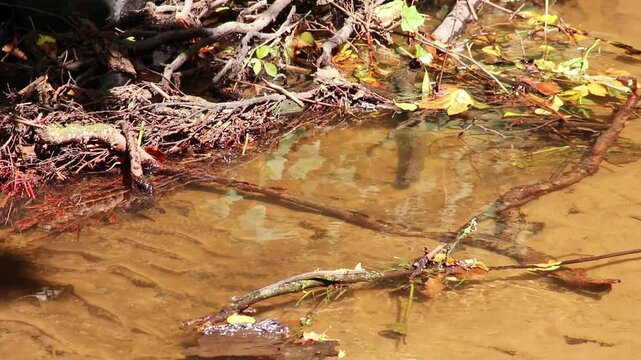 Green dragonfly couple flying at a clear river shore showing mating behavior of damselfly while flying at the river coast to mate and prepare the next damselfly generation and egg deposit of dragonfly